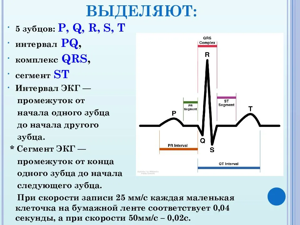 Расшифровка кардиограммы у детей и взрослых: общие принципы, чтение результатов, пример расшифровки