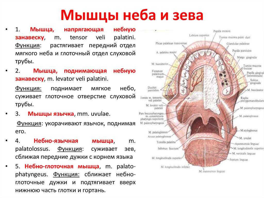 Опухла верхняя губа: основные причины, методы лечения и первая помощь при отеках