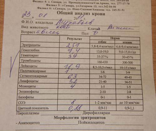 Анализ кала на лямблии: как сдавать детям и взрослым, особенности диагностики