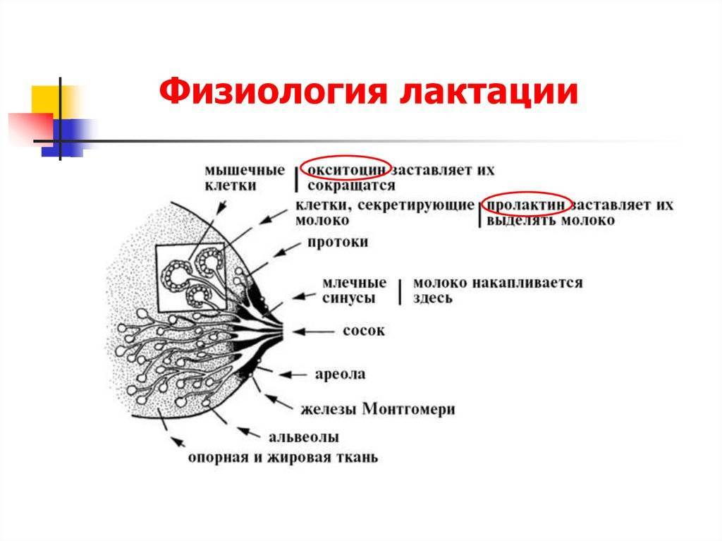 Состав грудного молока женщины по месяцам: таблица, свойства