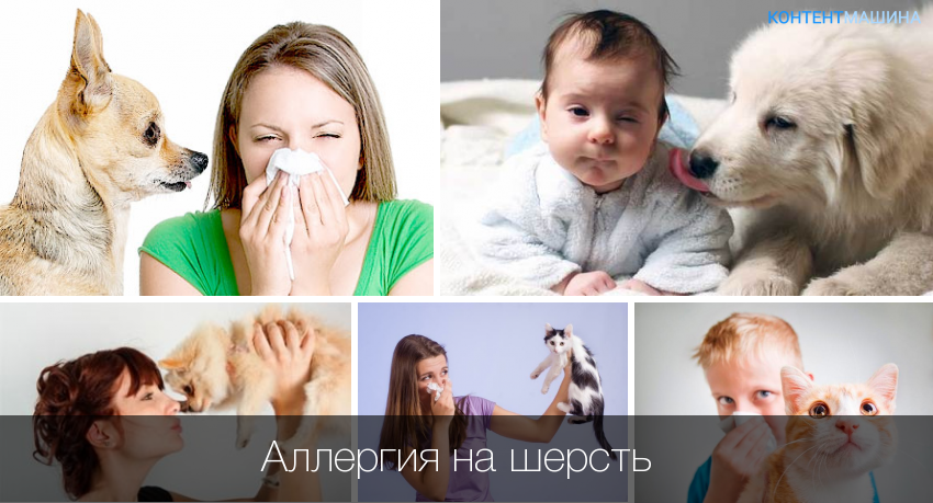 Как проявляется аллергия у новорожденных на животных