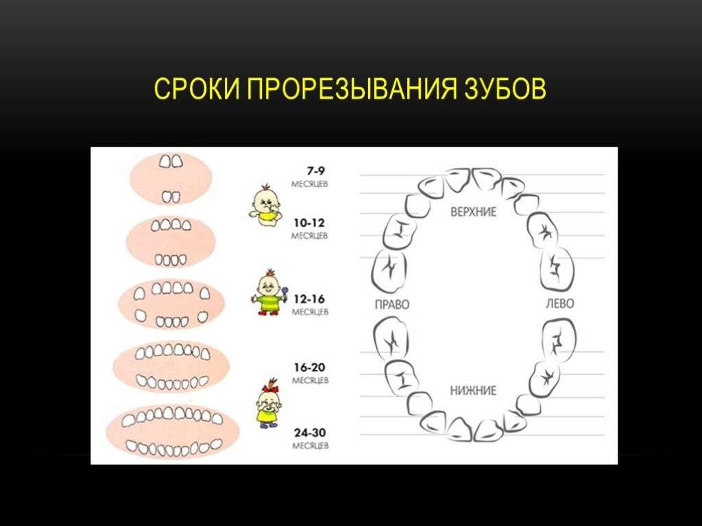 Прорезывание зубов