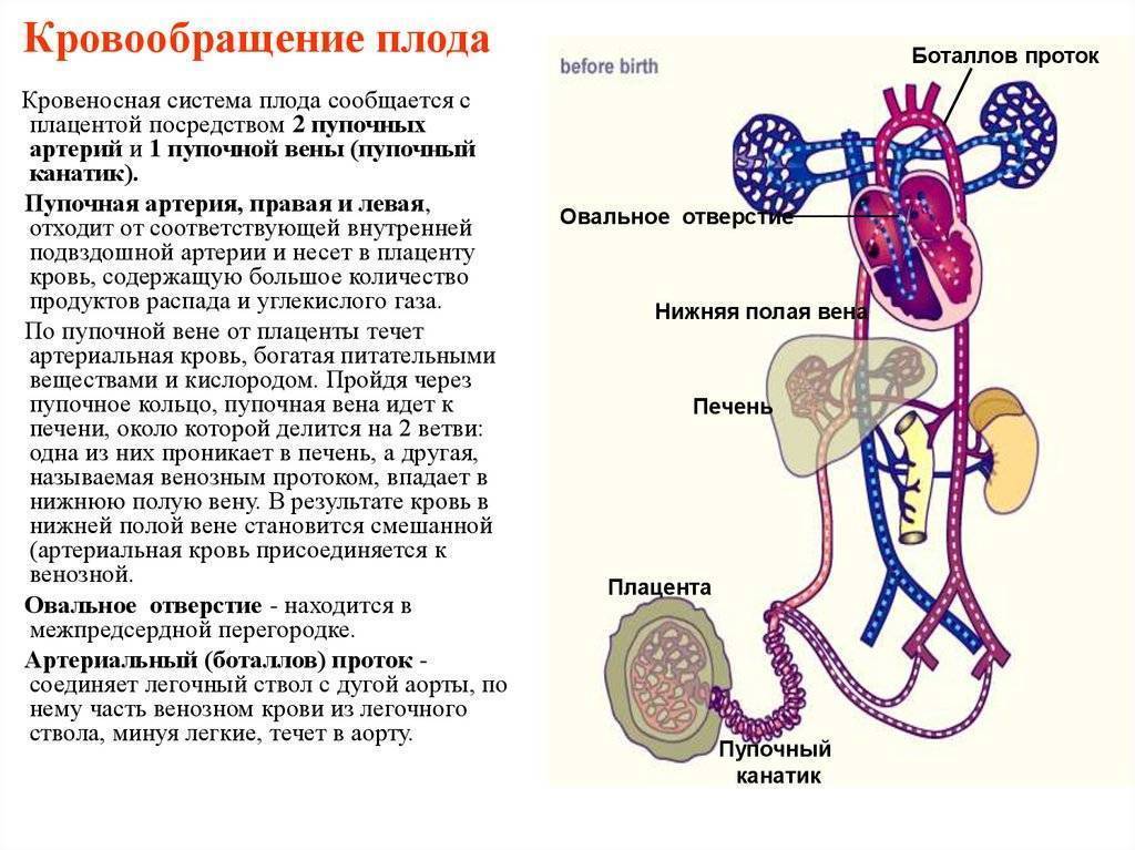 Кровообращение плода: схема и описание, анатомия, особенности, нарушения