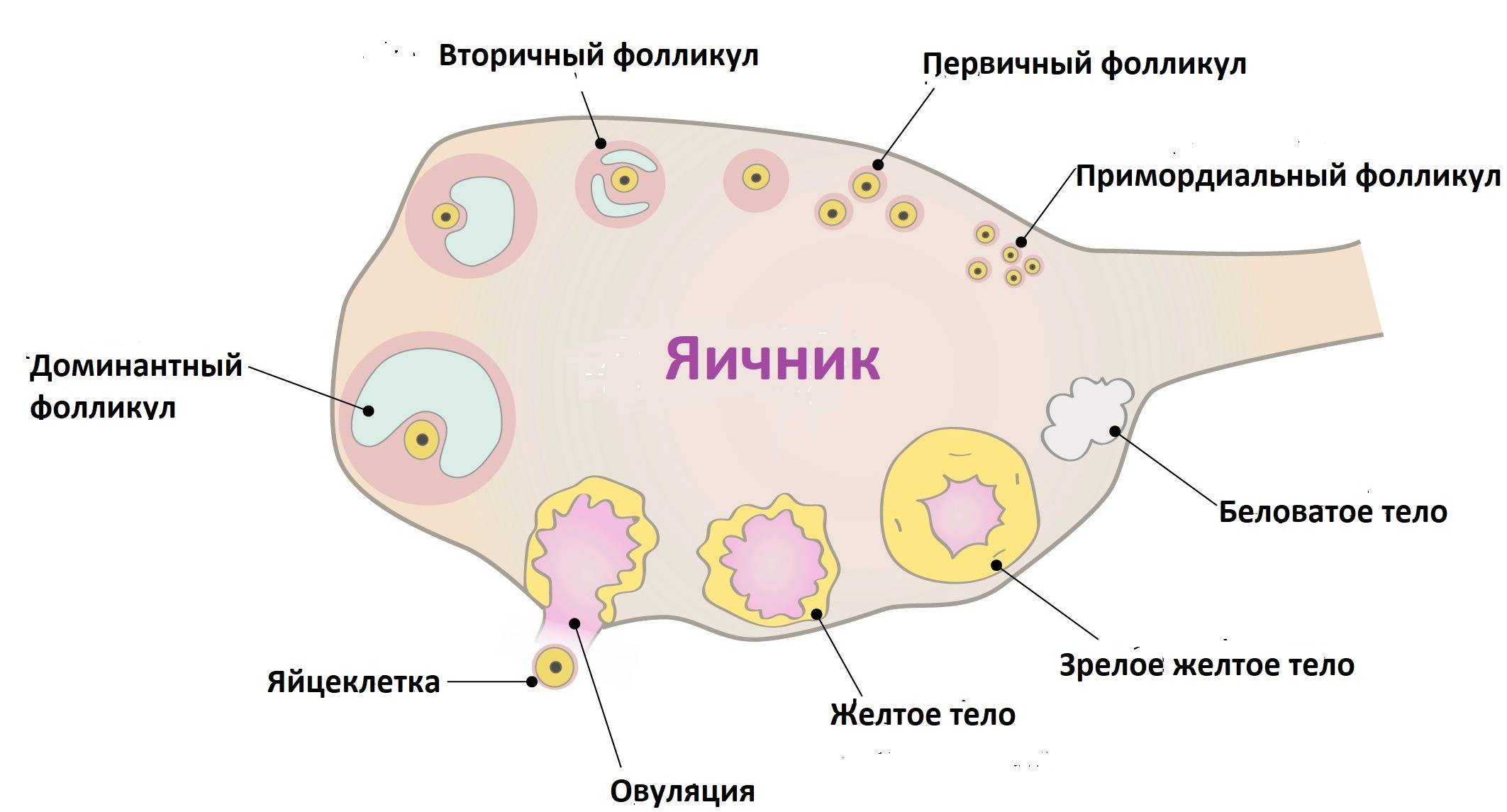 Стимуляция яичников для планирования беременности: особенности процедуры, диета, последствия