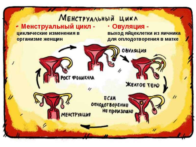 Короткий цикл месячных: почему сокращается менструационный цикл (причины)
