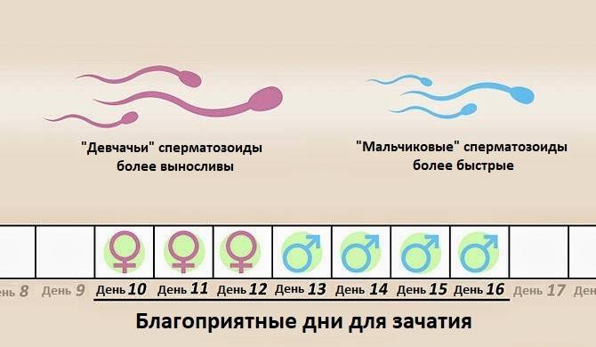 Можно ли забеременеть с одним яичником: какова вероятность зачать и родить?