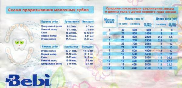 Прорезывание зубов у детей: какие лезут первыми у ребенка до года, график и фото