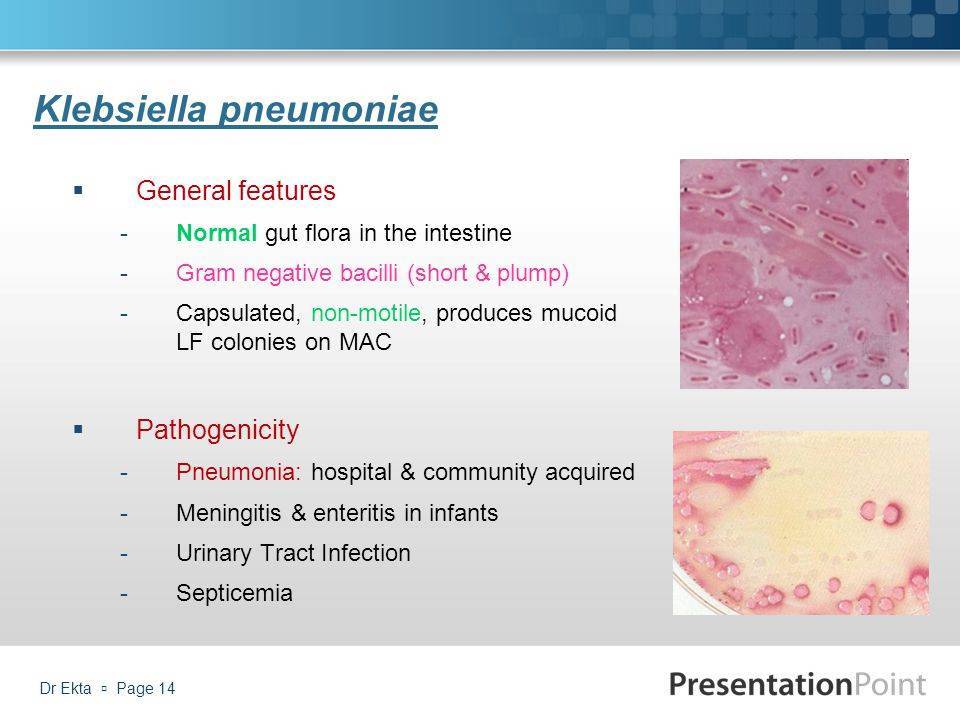Клебсиеллезная пневмония: особенности течения, симптомы и лечение