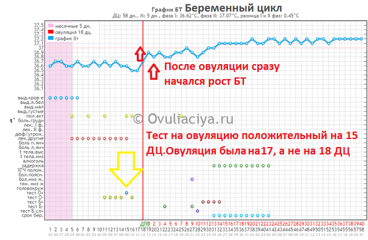 Как правильно рассчитать менструальный цикл