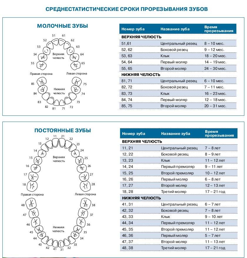 Порядок прорезывания зубов у детей, сроки прорезывания молочных зубов | colgate