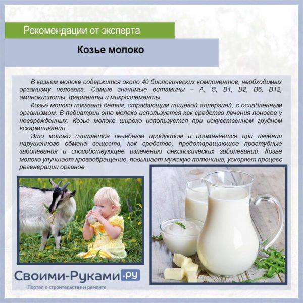 Можно ли давать козье молоко грудничку - детская городская поликлиника №1 г. магнитогорска