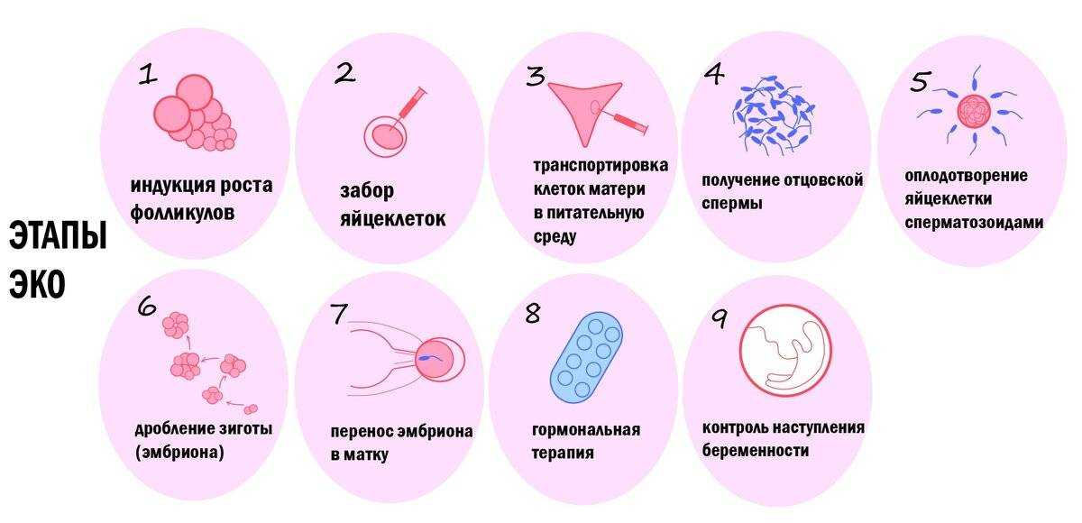 Криоперенос 5-дневных эмбрионов: как вести себя после него, на какой день происходит имплантация?