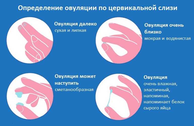 Сколько овуляция длится у женщин и когда она начинается?