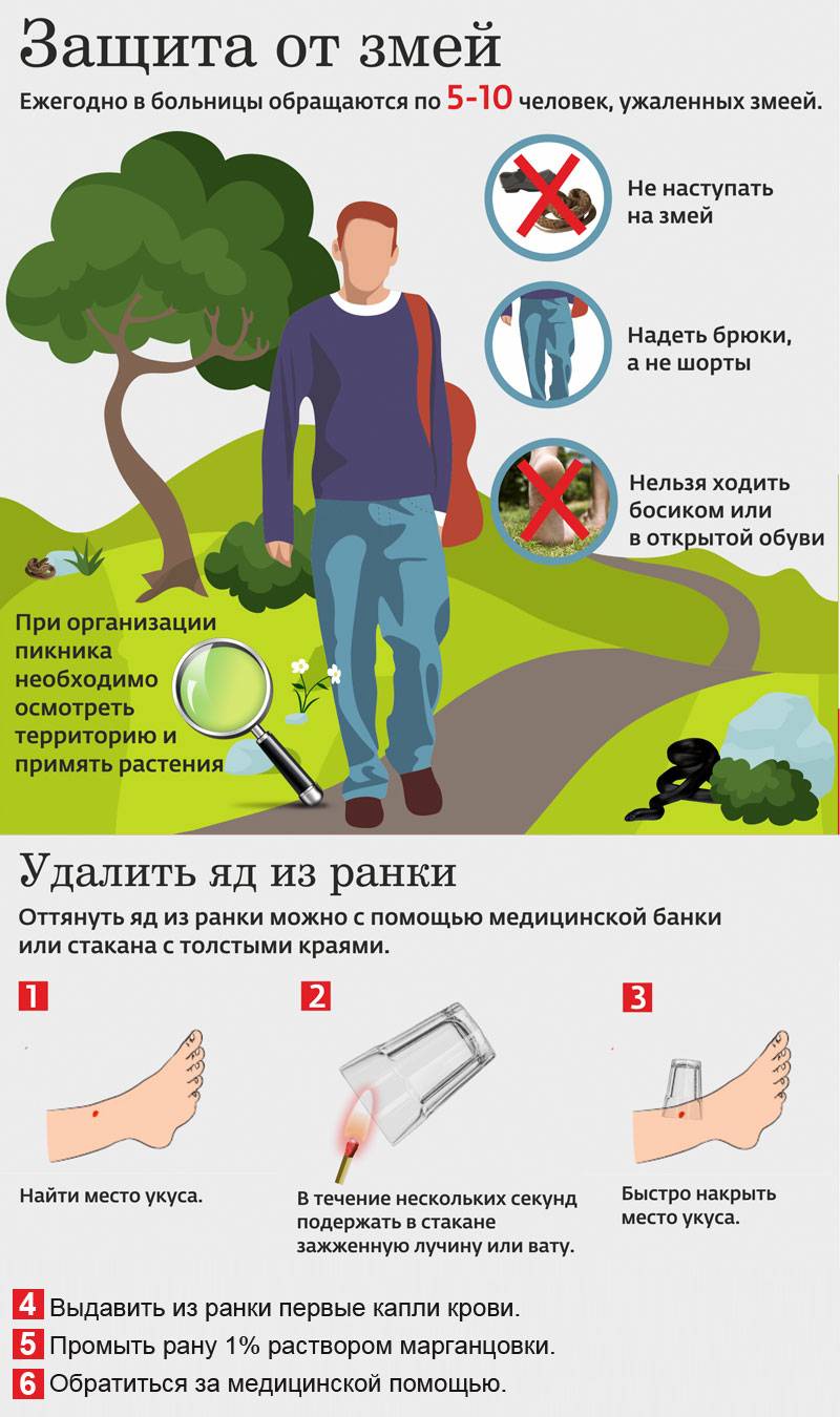 Оказание первой помощи при укусе змеи