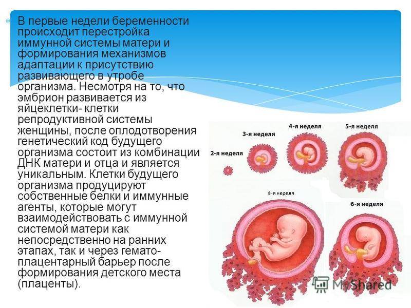 На каком сроке беременности можно определить пол ребенка