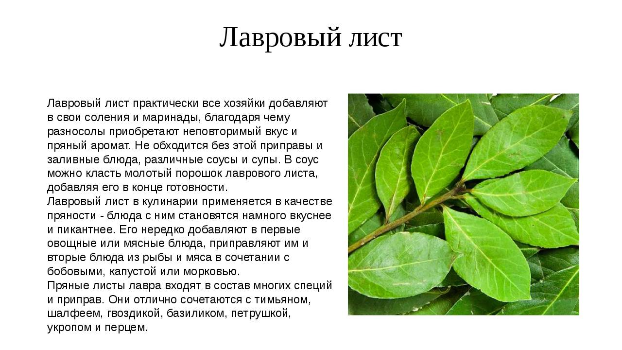 Лавровый лист от аллергии для новорожденных: как заваривать, пошаговые рецепты