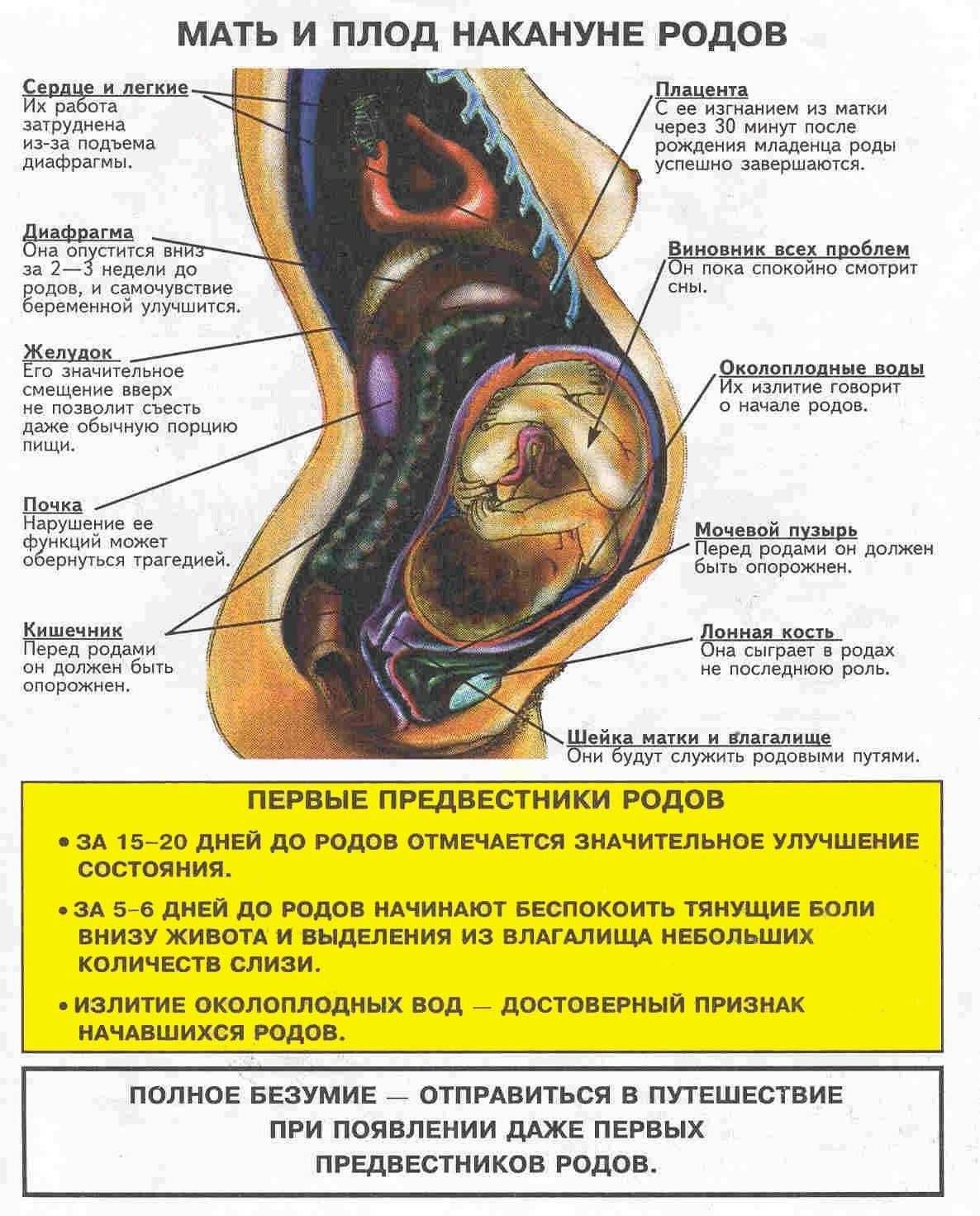 Знаки перед родами