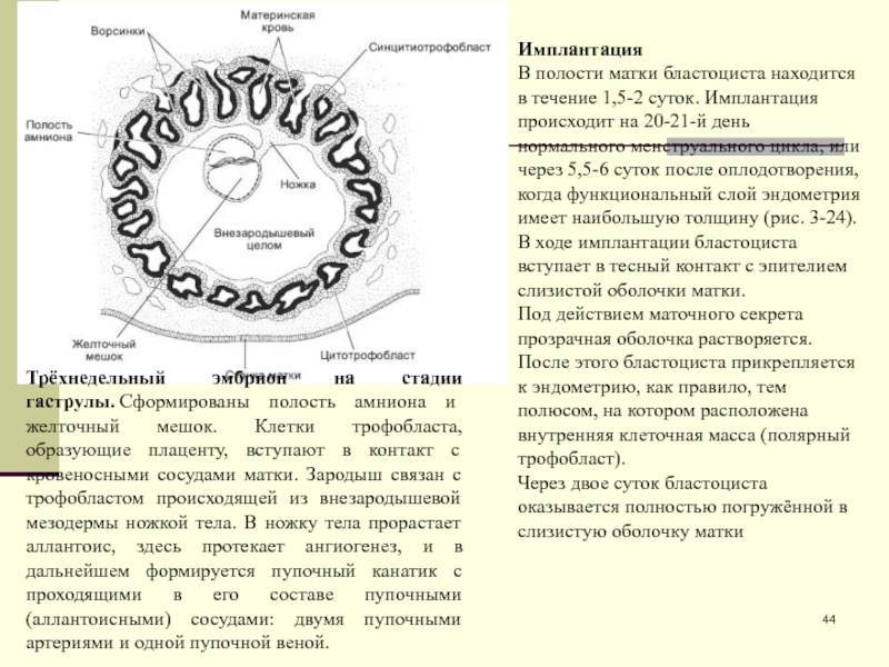 Когда происходит зачатие после акта