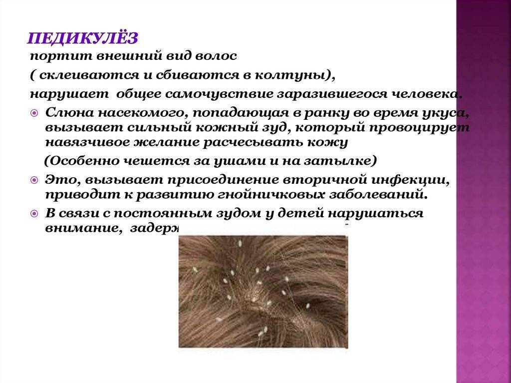Если чешется голова, но вшей нет — возможные причины | все о паразитах