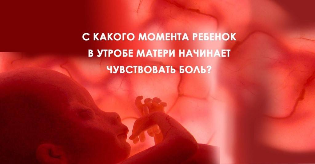 Что чувствует ребенок в утробе, когда мама плачет, может ли плод испытывать боль?