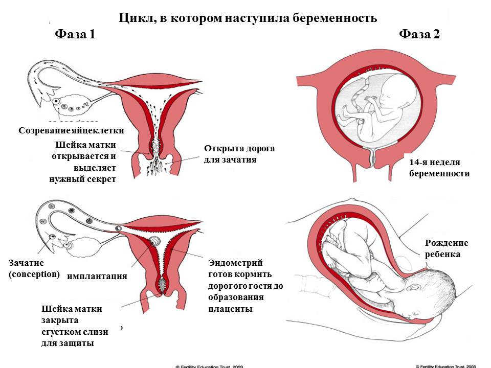 Можно ли забеременеть с одним яичником - ответы врача
