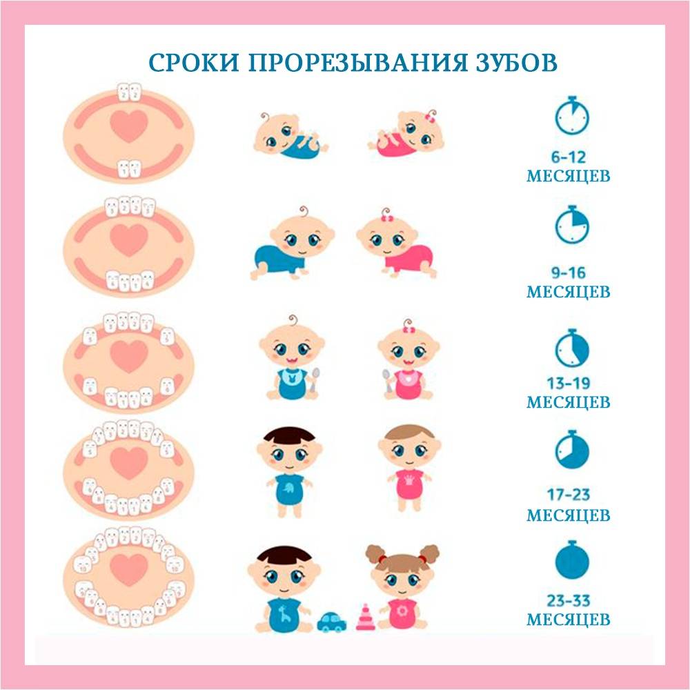 Порядок прорезывания молочных и постоянных зубов у детей