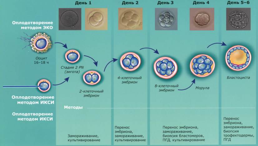 Сколько живет эмбрион в матке после подсадки. успешный перенос эмбрионов при эко – рекомендации специалистов.