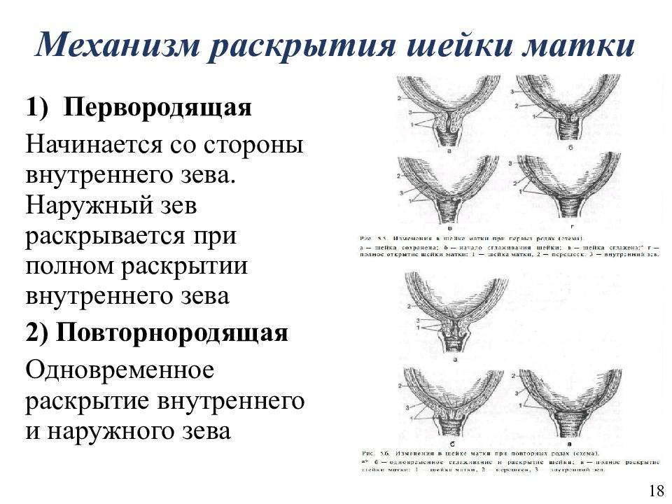 Зев матки выполняет защитную функцию для организма женщины