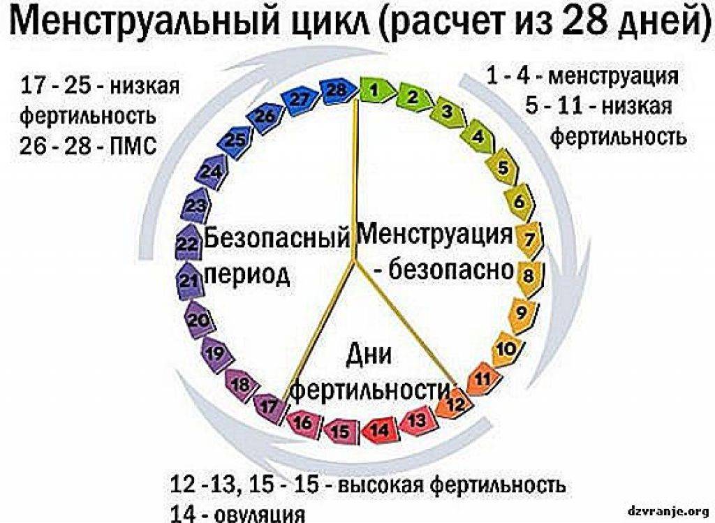 Как идут месячные по дням картинки