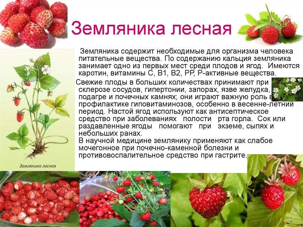 Что делать при появлении аллергии на клубнику - медичний портал «health-ua.org»