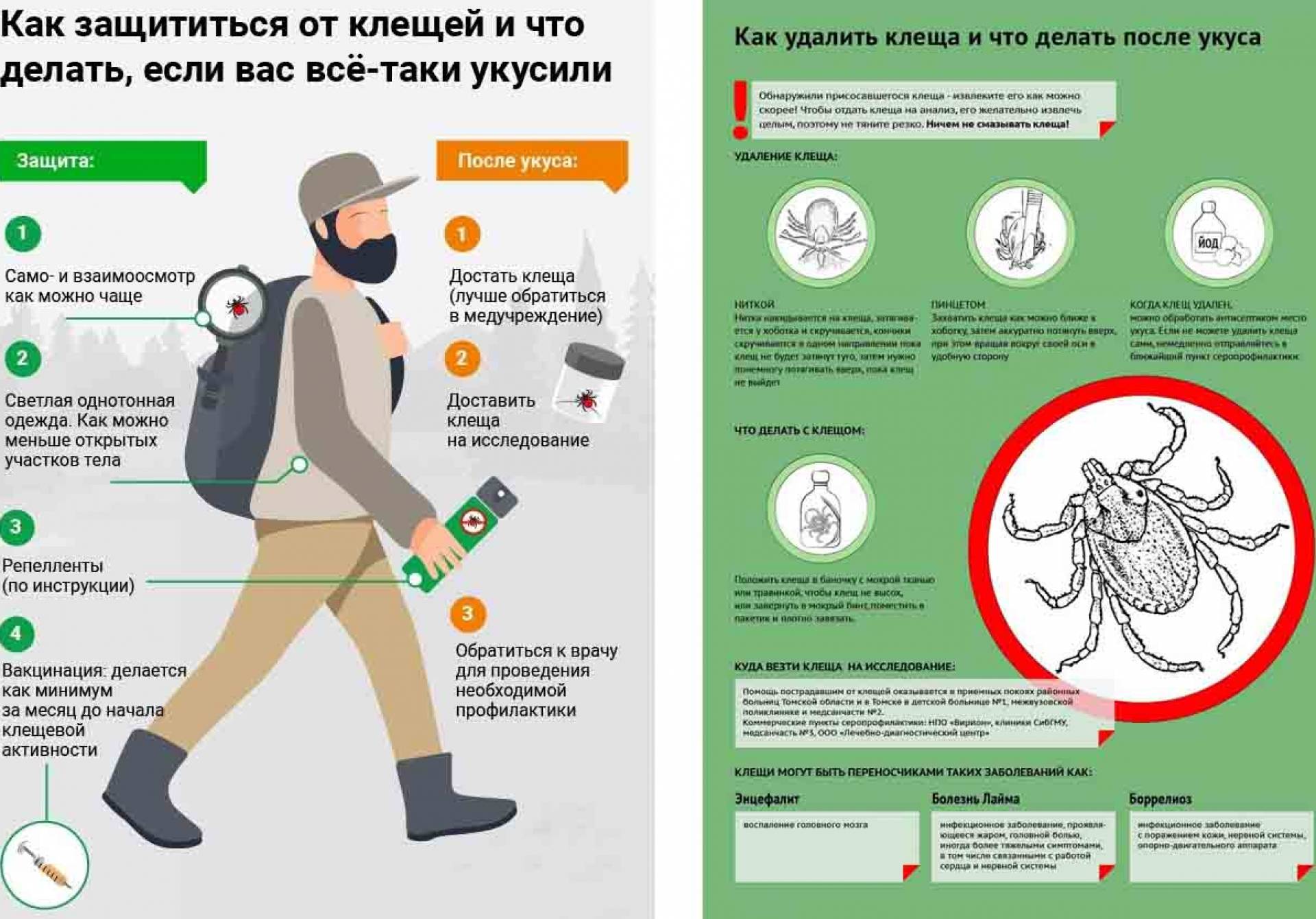 Первая помощь ребенку при укусе клеща - как понять, что ребенка укусил клещ?