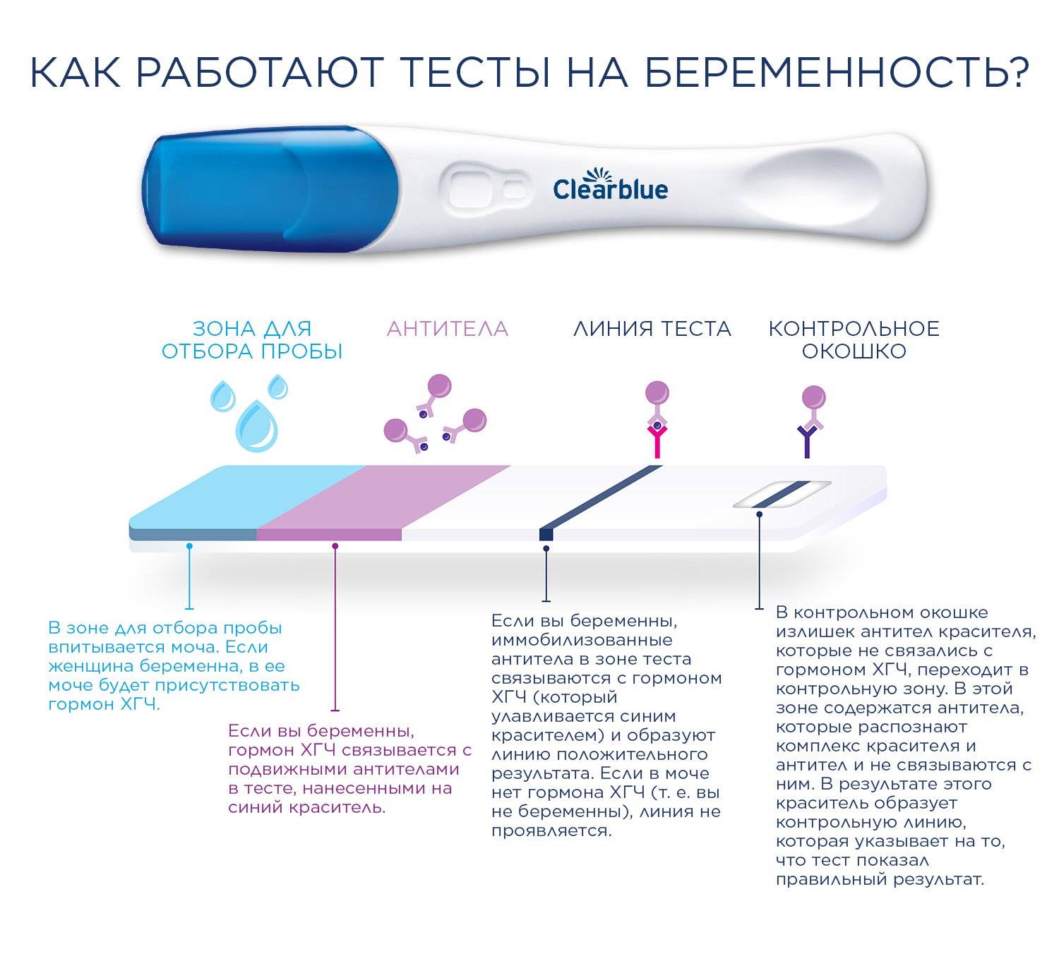 5 способов как определить беременность без теста в домашних условиях на ранних сроках