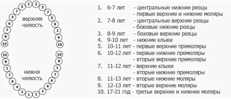 Коренные (постоянные) зубы у детей | детская стоматология светофор