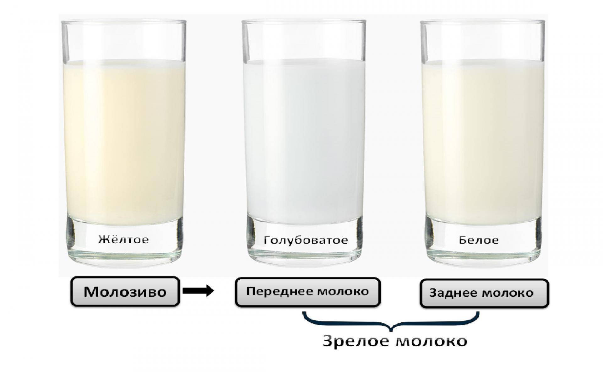 Грудное молоко: как должно выглядеть, цвет и фото