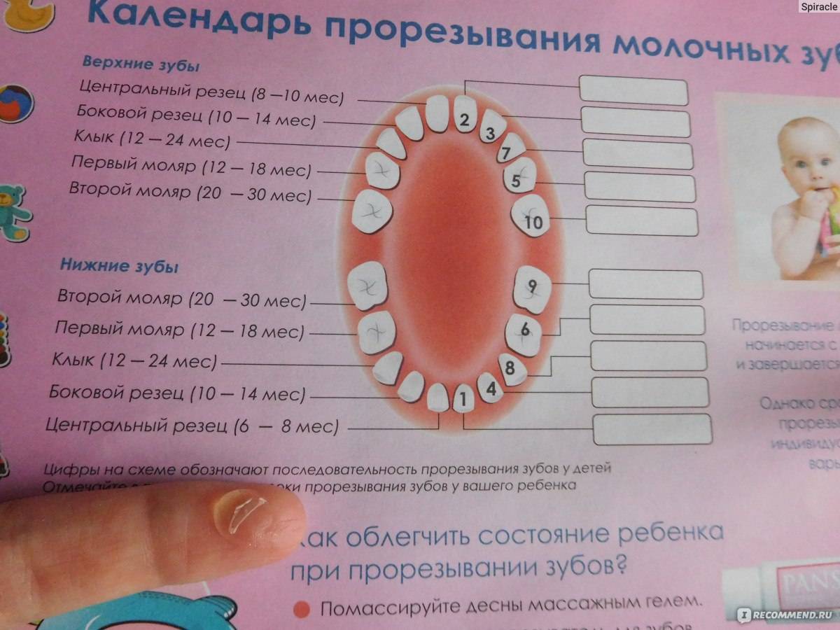 Где же наши зубки или 7 ответов детского стоматолога для любопытных родителей о прорезывании молочных зубов