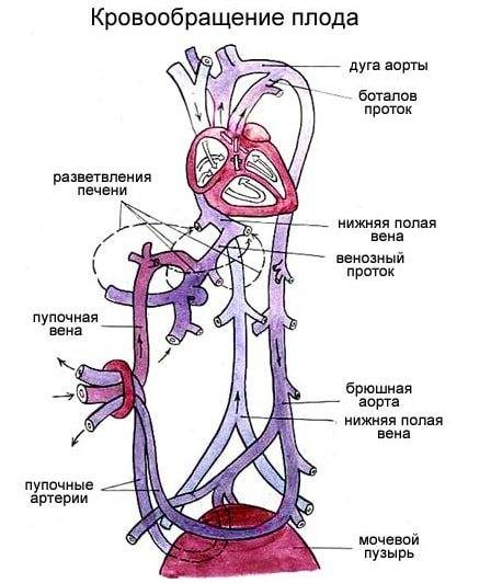 Кровообращение новорожденного, плода: какой круг, особенности, фертальное и транзиторное, нарушение