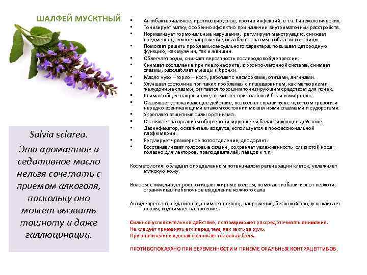 Применение шалфея при планировании беременности