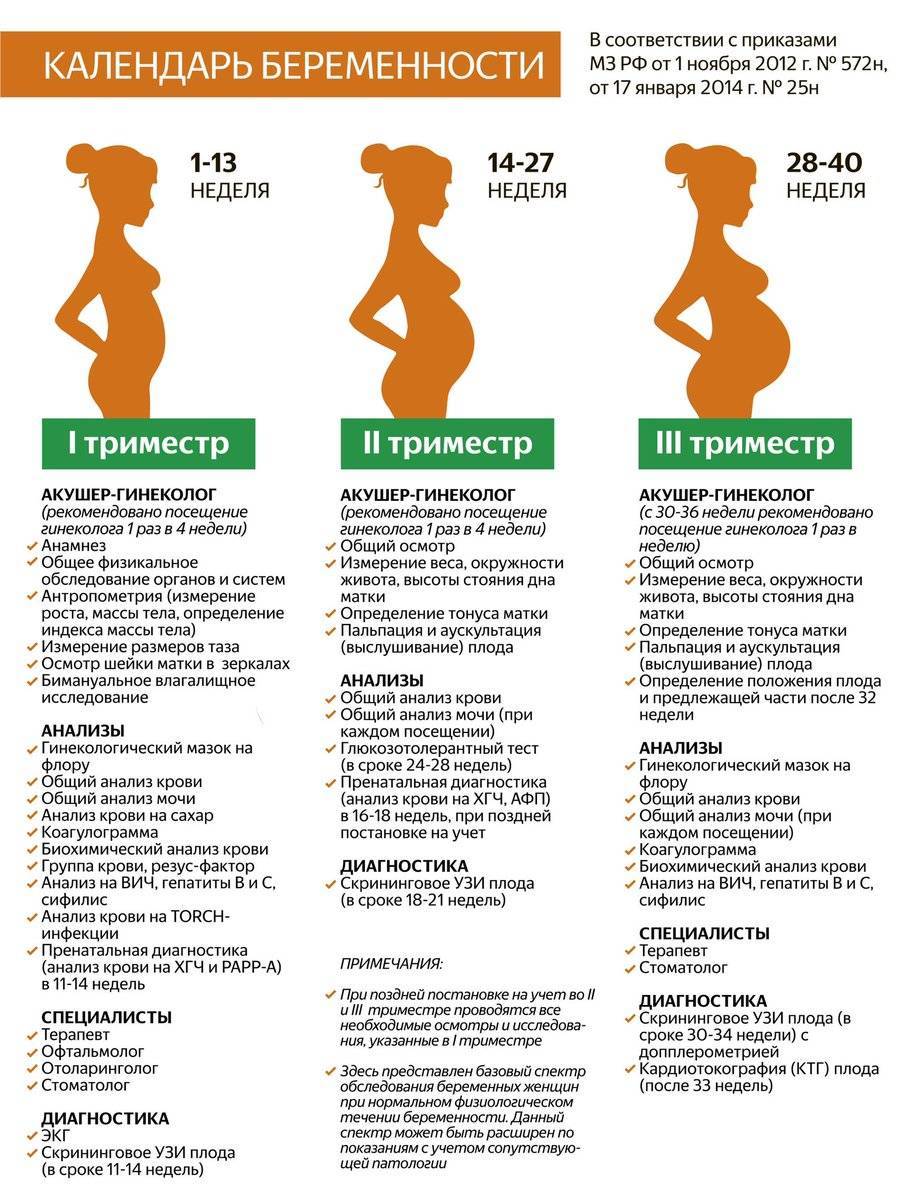 Что показывает узи во время беременности [в 1-м, 2-м и 3-м триместрах] и как часто нужно его делать