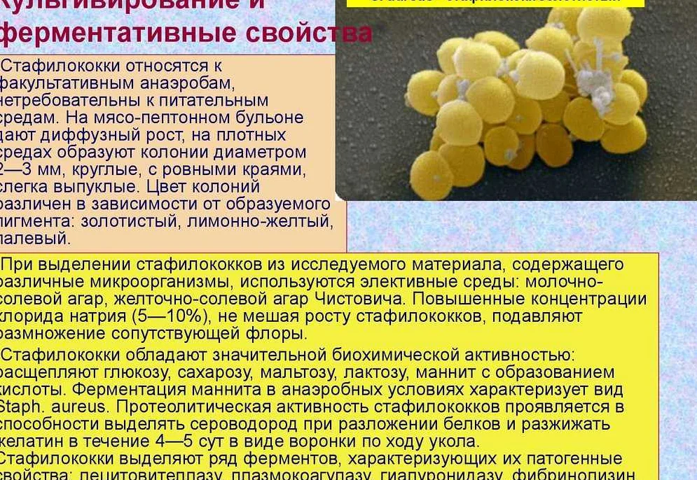 Стафилококковая инфекция
