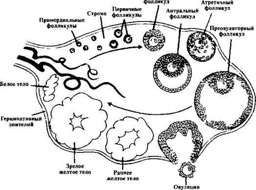 Что такое фолликулы в яичниках у женщин, причины обеднения фолликулярного аппарата