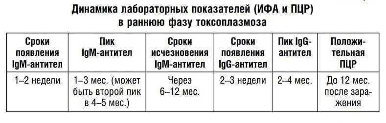 Токсоплазмоз и его последствия во время беременности