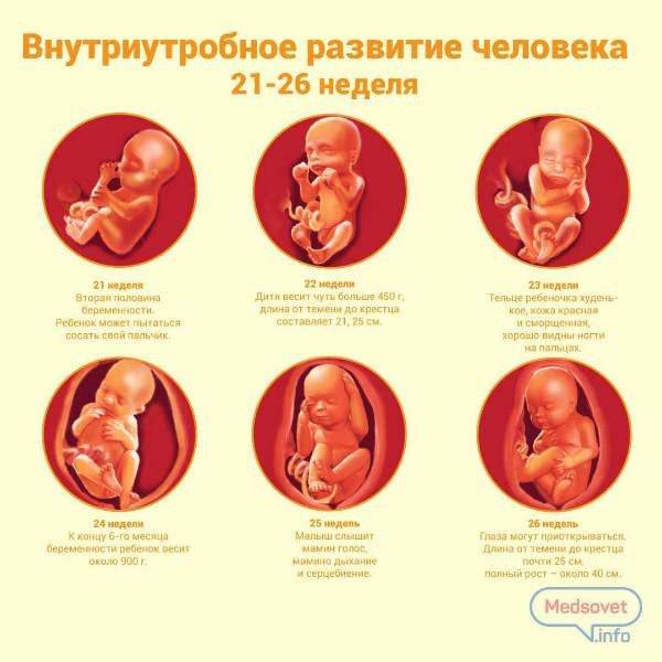 Какое бывает расположение плода во время беременности, фото. расположение плода в животе при беременности по неделям — беременность. беременность по неделям.