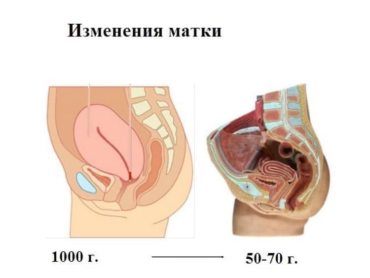 Влагалище после родов: как выглядит и восстанавливается / mama66.ru