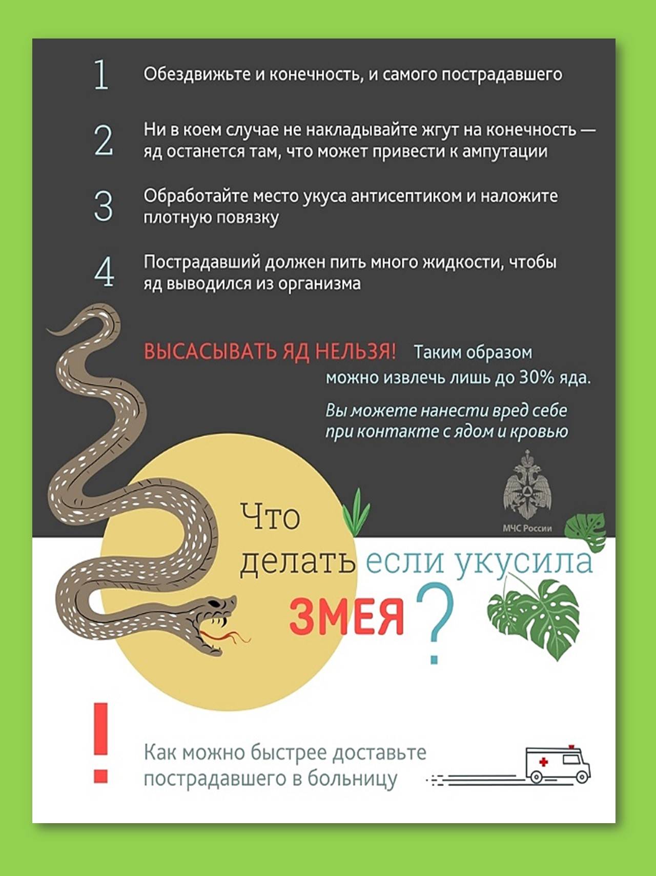 Укусила змея: первая помощь и как защитить себя и детей — секрет фирмы