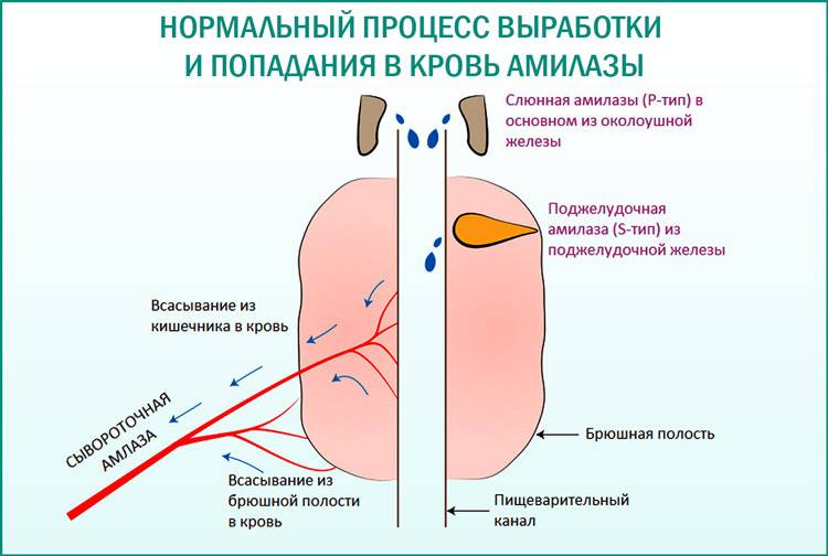 Сколько мочи надо для того, чтобы взять анализ у ребенка: какое ее количество достаточно для обследования грудничка?