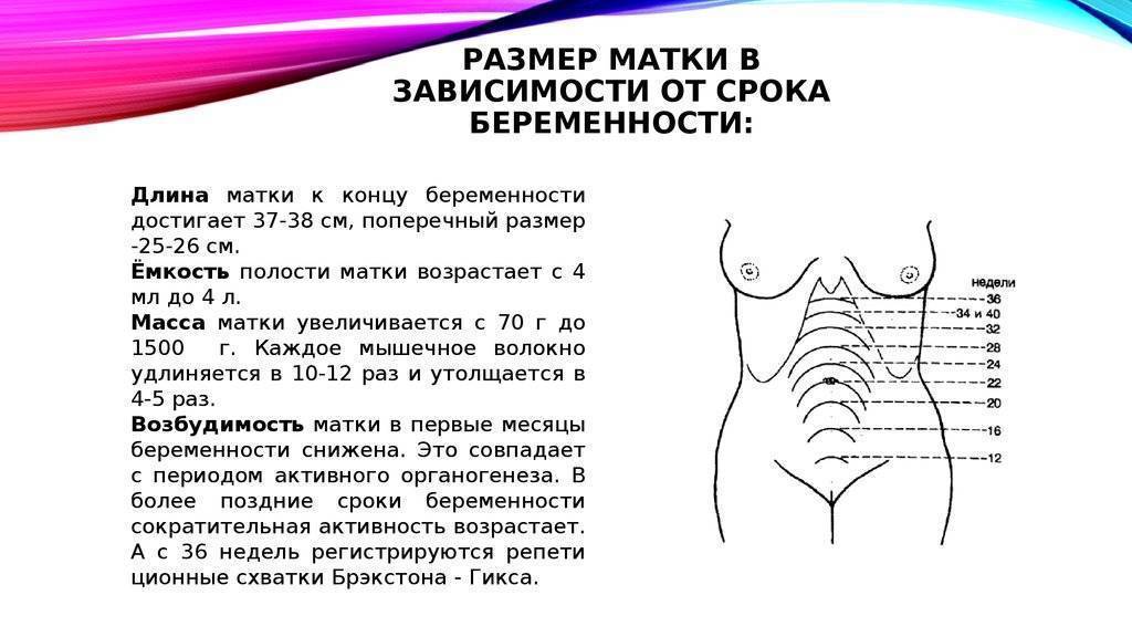 Размер матки по неделям беременности - что это такое, особенности измерения и патологические значения