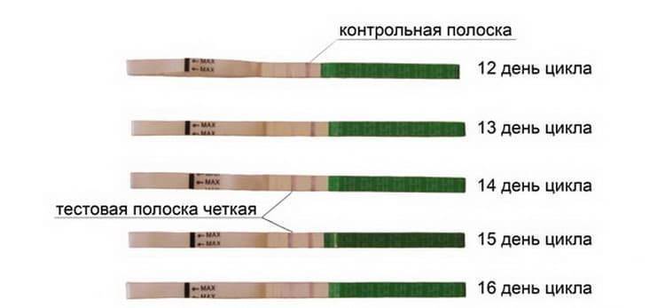 Тест на овуляцию положительный: как выглядит и сколько дней показывает 2 полоски, когда заниматься зачатием, ложноположительный результат / mama66.ru