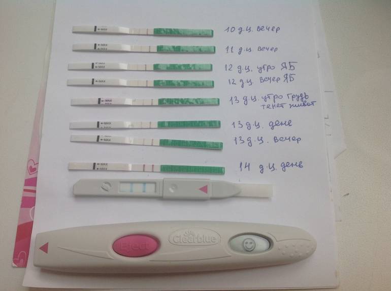 Тест на беременность показывает 1 полоску, а месячных нет: причины и тактика лечения