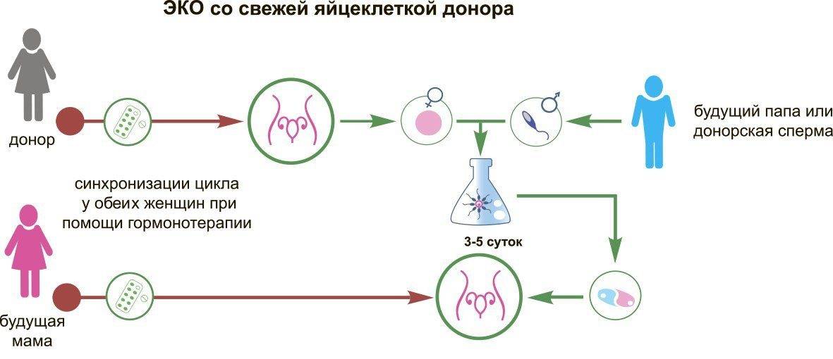 Как происходит перенос эмбрионов после криоконсервации | medisra.ru