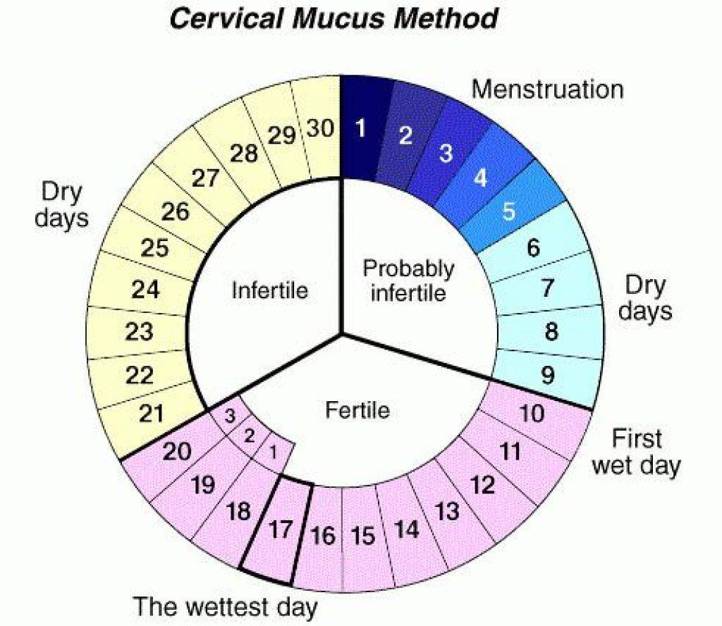 За сколько дней можно забеременеть до и после овуляции, что делать, если зачатие не происходит